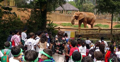 Zoológico De Sp Abrirá As Portas Para Passeio Monitorado E Teatro No