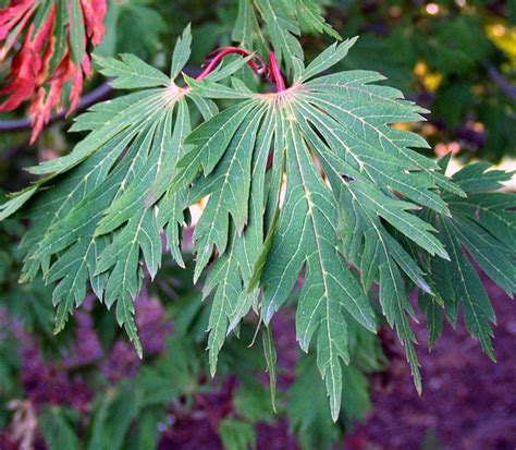 Acer japonicum (Fullmoon Maple, Peacock maple) | North Carolina ...