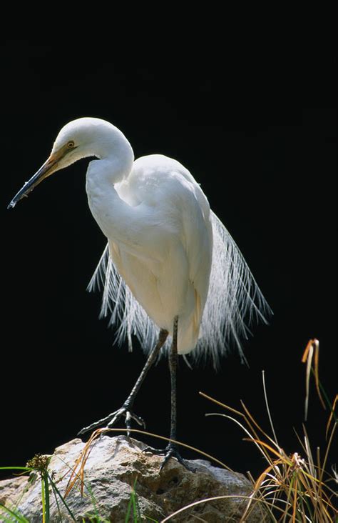 Great Egret In Breeding Plumage by Dennis Jones