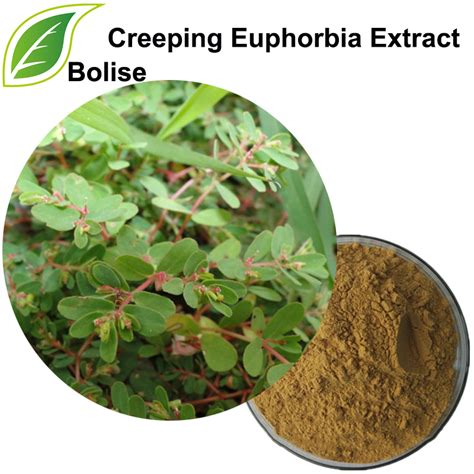 Creeping Euphorbia Extractherba Euphorbiae Humifusae Extract