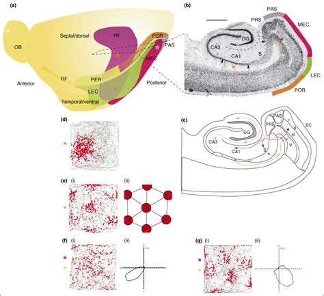 Spatial Representation And The Architecture Of The Entorhinal Cortex