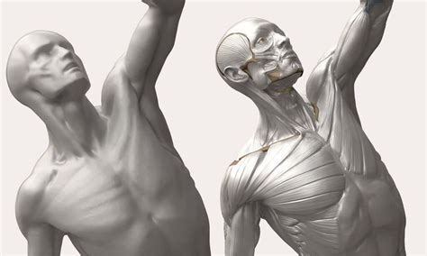 3D anatomy model - L'écorché | by Anatomy For Sculptors