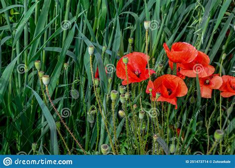 Papoila Vermelha Florescente Em Rosas De Papaver De Trigo Foto De Stock