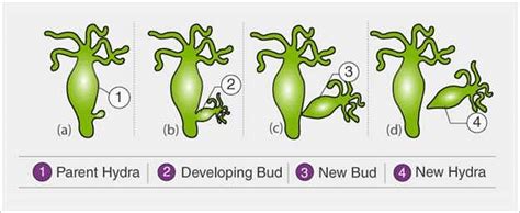 How To Remember The Definition Of Budding Easily Edurev Class 10