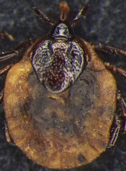 Vista Dorsal Y Ventral De La Hembra De Amblyomma Ci Parvum Cozem Ae