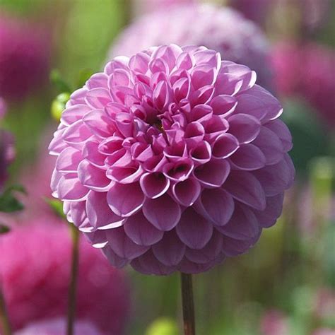 Dahlias décoratifs acheter bulbes directement de Hollande en 2023