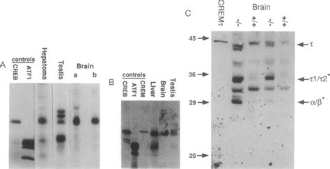 Creb Crem And Atf1 Are Targets For Phosphorylation By Pka And Can