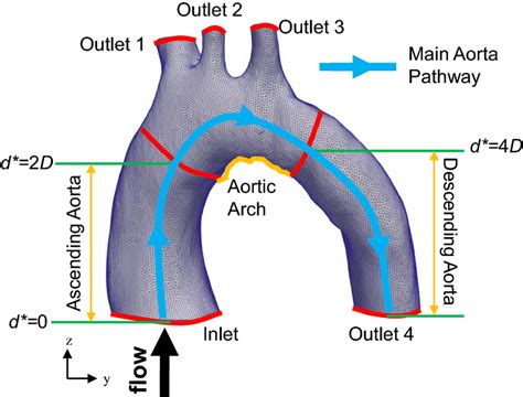 The Mesh Of The Fluid Domain Of The Normal Aorta With Key Regions