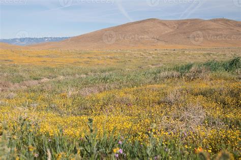 Antelope Valley Poppy Reserve, California, USA 844794 Stock Photo at ...