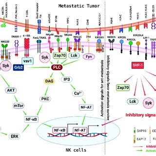 Pdf The Function Of Nk Cells In Tumor Metastasis And Nk Cell Based