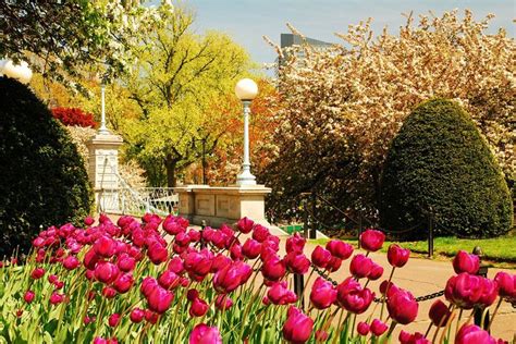 Spring Flowers In Boston Explore Gardens Blooms