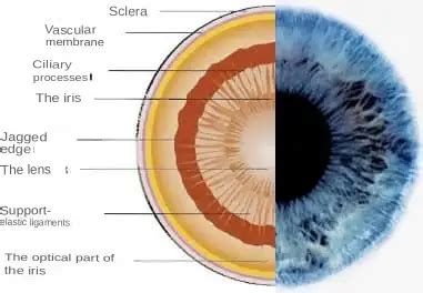 Iris Structure and Function in the Human Eye – EYExan.com