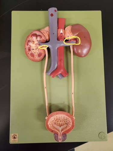 Urinary System Flashcards Quizlet