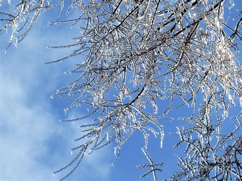 Branches Covered Of Ice After A Freezing Rain Storm With Blue Sky