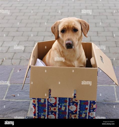 Dog In Box Hi Res Stock Photography And Images Alamy