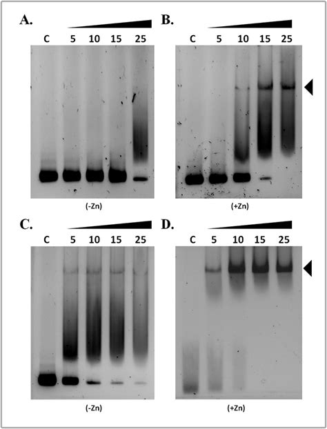 Gel Retardation Assay Of NrdR Oligomeric And Apo Protein Against The