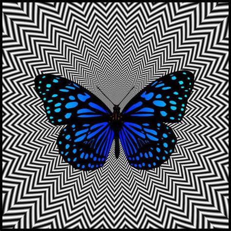 Lunapic Editoptical Blue Butterfly Optical Illusions Butterfly