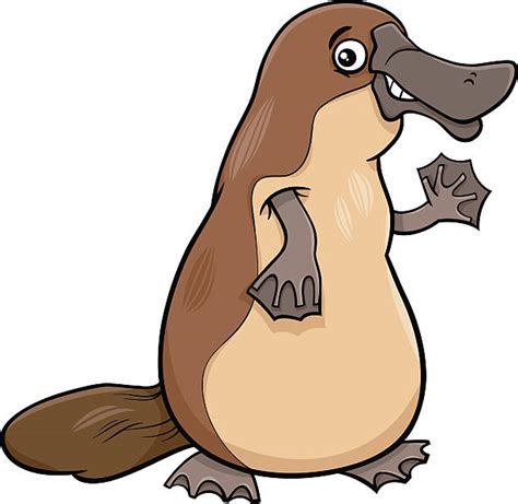 Platypus Pictures Cartoon | Free download on ClipArtMag