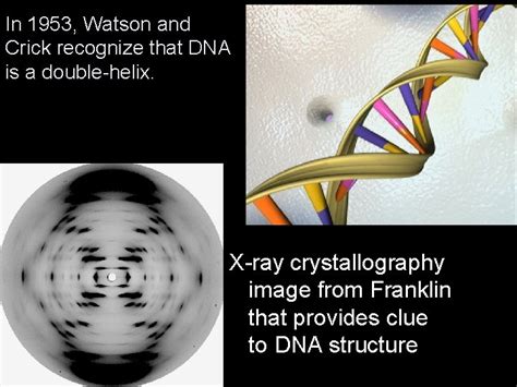 In 1953 Watson And Crick Recognize That Dna