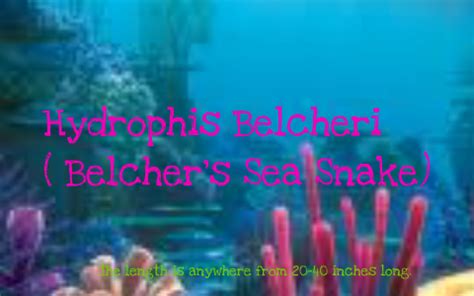 Hydrophis Belcheri by Paige Hughes on Prezi