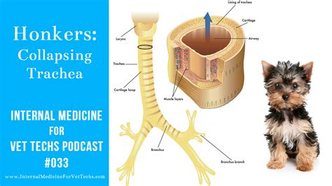 033 Honkers Collapsing Trachea Internal Medicine For Vet Techs