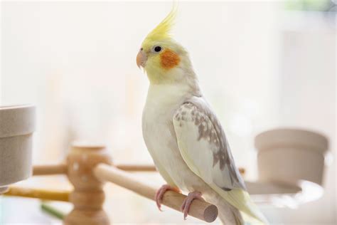 Cockatiel — Full Profile, History, and Care