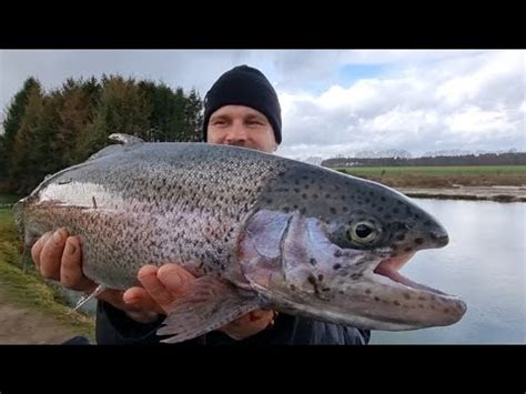 Patricks Angelteiche Mit Geschleppter Paste Auf Lachse Trout Forelle