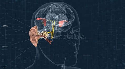 Sound Passes Through The Ear And Carries Signals To The Brain Stem