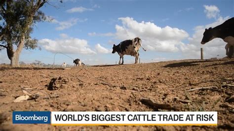 Buffalo Stampede Threatens Worlds Biggest Live Cattle Trade Bloomberg