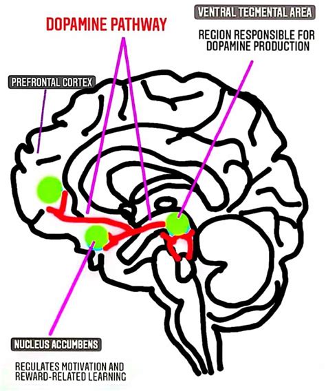 The Brains Reward System Neurobiology Of Drug Addiction Bioxone