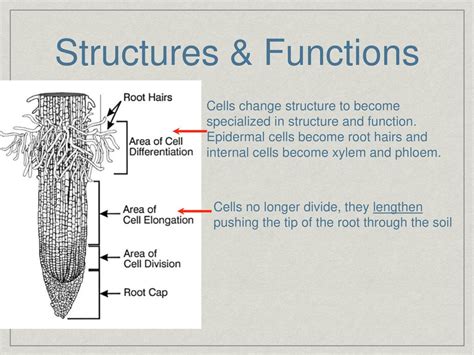 Root Hair Cell Adaptations - BaronteOwens