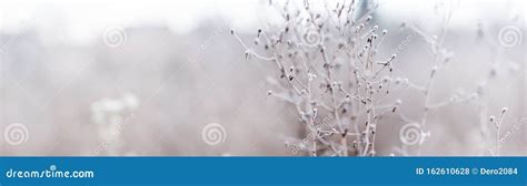 Plants Covered Hoarfrost Soft Haze Envelops Environment Beauty Of