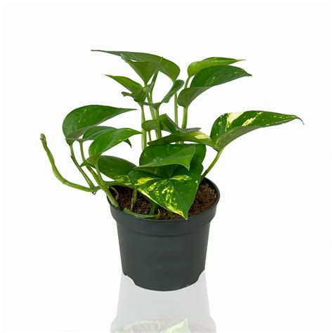 Эпипремнум Золотистый 12/25 – купить в Москве с доставкой – Plantis