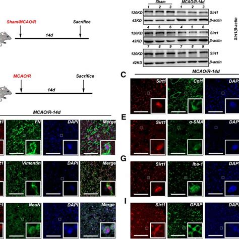 Sirt Expression Was Downregulated In The Ischemic Hemisphere After