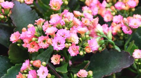 How To Grow And Care For Kalanchoe Blossfeldiana