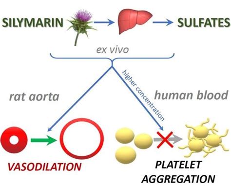 Nutrients Free Full Text The Effect Of Silymarin Flavonolignans And