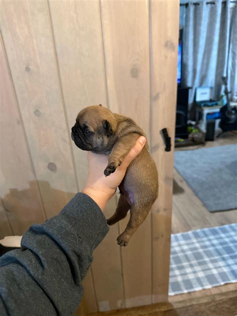 Heres A Two Week Old Baby Frenchie To Make Your Day Just A Little