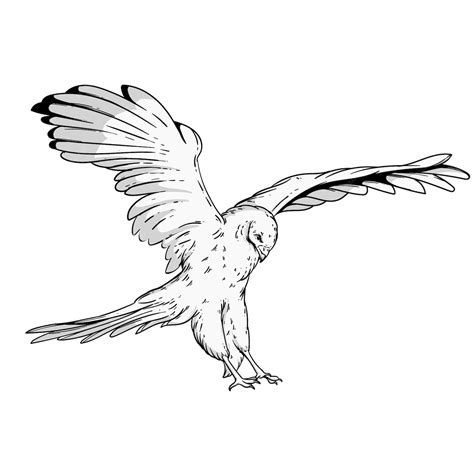 Free Vector | Hand drawn eagle flying drawing illustration