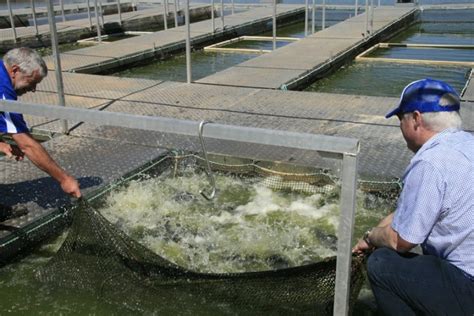 Murray Cod Australia Taking Iconic Species To Mainstream Markets