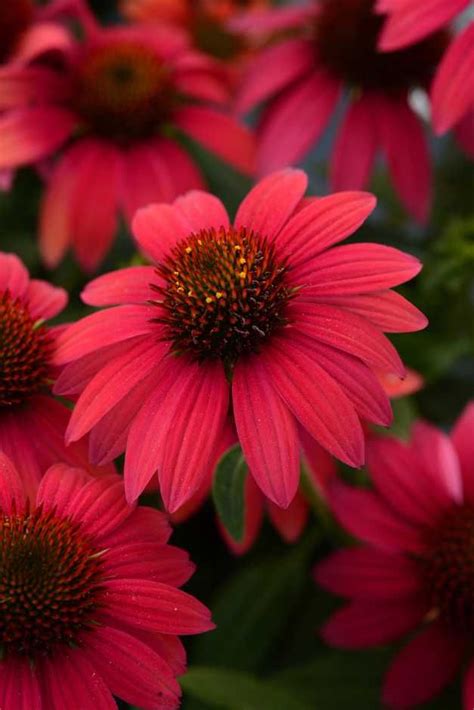 California Spring Trials Preview New Perennials For Flowers