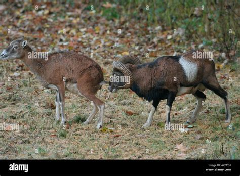 Mouflon Ram Rutting Fotos Und Bildmaterial In Hoher Aufl Sung Alamy