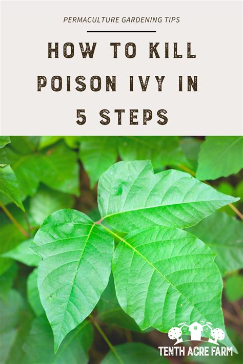 How To Kill Poison Ivy In 5 Steps Kill Poison Ivy Poison Ivy Plants Poison Ivy