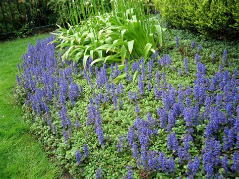 Ajuga Reptans Atropurpurea Kruipend Zenegroen De Tuinen Van Appeltern