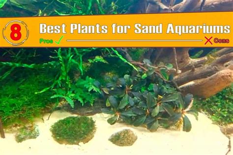 Best Plants For Sand Aquariums Shrimp And Snail Breeder