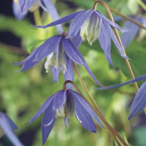 Clematis Alpina Blue Dancer Cowell S Garden Centre Woolsington