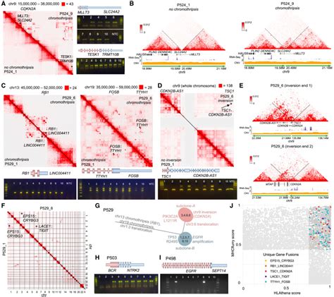 Glioblastoma Evolution And Heterogeneity From A D Whole Tumor