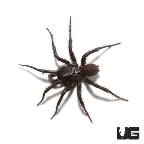 Black Trapdoor Spiders For Sale Underground Reptiles