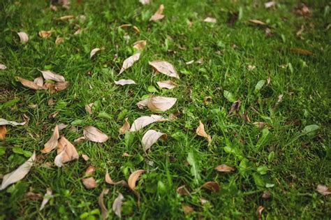 Seque As Folhas Ca Das Na Grama Verde Foto Gr Tis