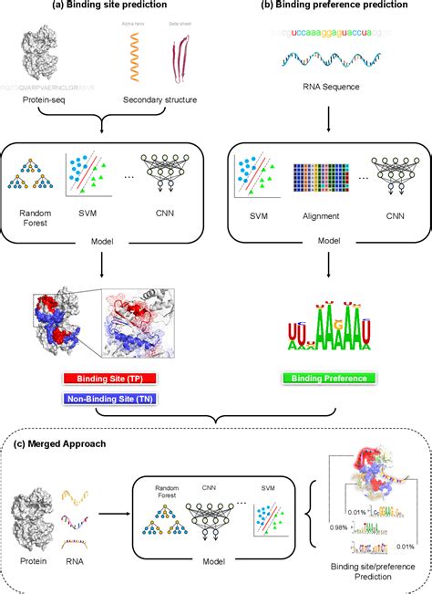 Protein Rna Interaction Prediction With Deep Learning Structure