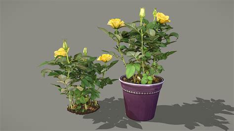 Yellow Rose Buy Royalty Free 3D Model By Lassi Kaukonen Thesidekick